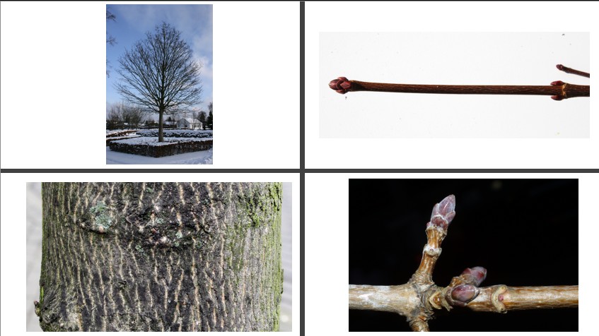 <p>Noorse esdoorn</p>