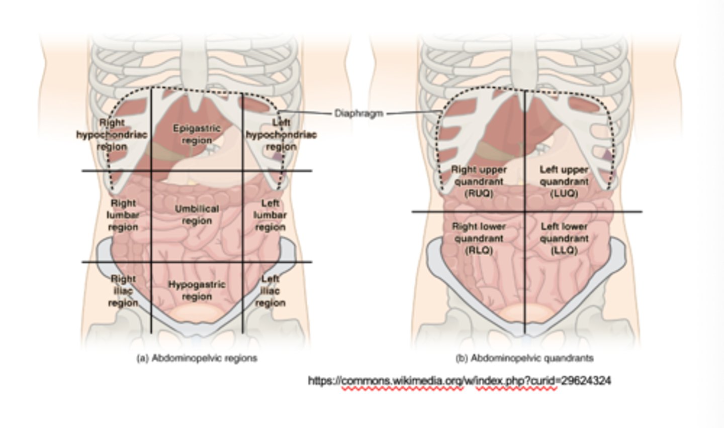 <p>Right hypochondriac region</p><p>Right lumbar region</p><p>Right iliac region</p><p>Epigastric region</p><p>Umbilical region</p><p>Hypogastric region</p><p>Left hypochondriac region</p><p>Left lumbar region</p><p>Left iliac region</p>