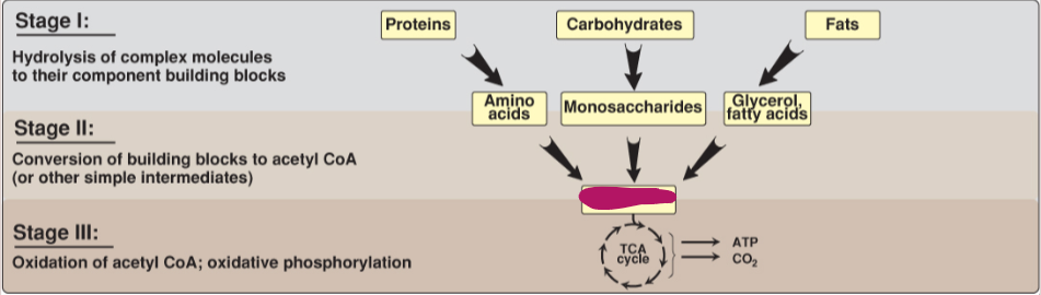 <p>Fill in the stages of metabolism.</p>