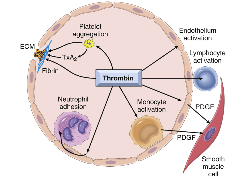 <p>Trombin har både pro- och antikoagulanta egenskaper:</p><ul><li><p><strong>Fibrinogen</strong>: Klyver fibrinogen till olösligt fibrin som bildar fibriller.</p></li><li><p><strong>Inflammation</strong>: PAR-1 finns uttryckt på andra celler än trombocyter och medierar läkning och angiogenes.</p></li><li><p><strong>Amplifiering</strong>: Trombin kommer aktivera faktor 5, 11 och 13.</p></li><li><p><strong>Antikoagulation</strong>: Trombin aktiverar trombomodulin som gör APC aktivt. Det krävs dock väldigt höga koncentrationer av trombin för detta.</p></li><li><p><strong>Pro-koagulation</strong>: Aktiverar TAPI.</p></li></ul>