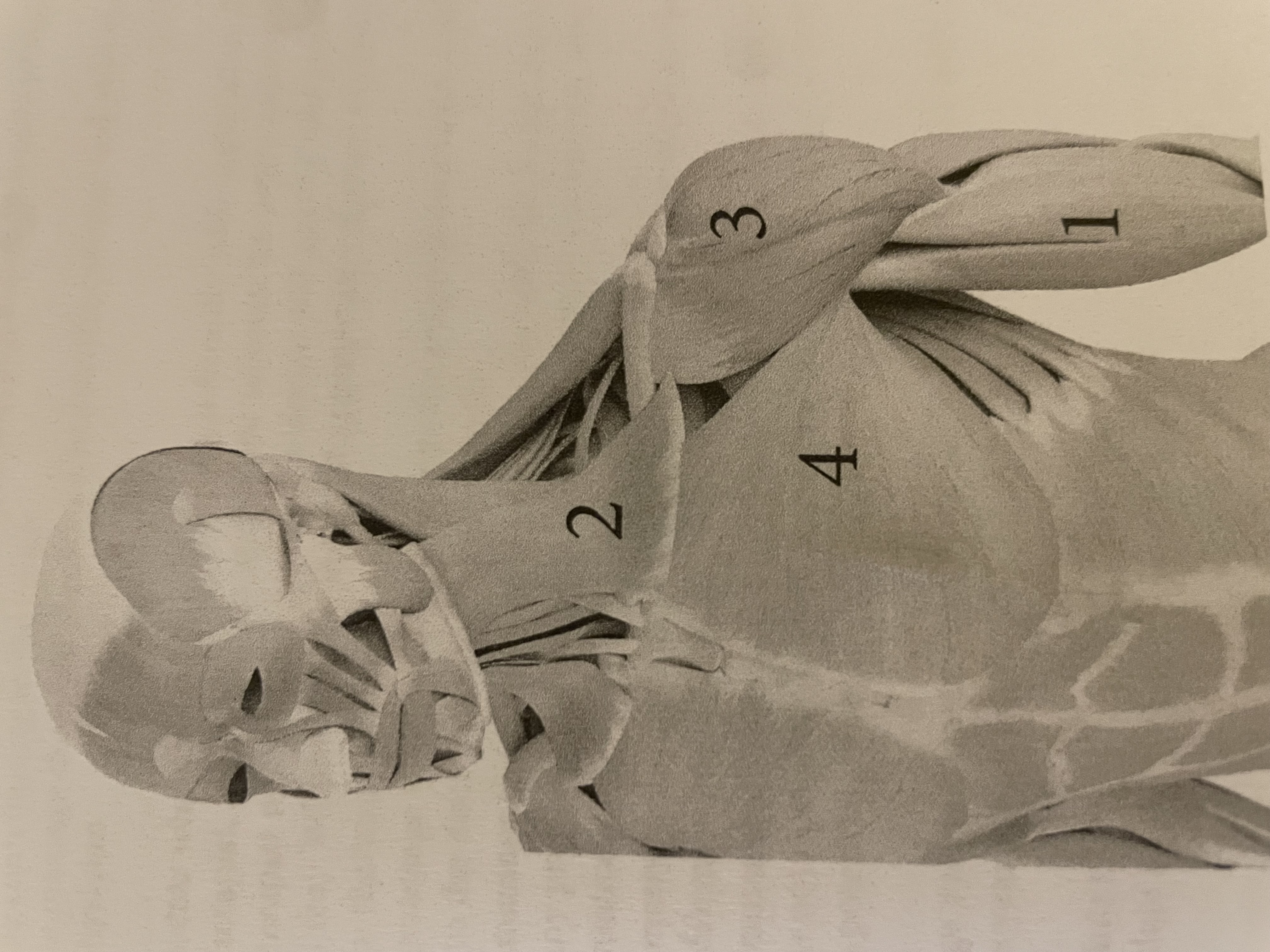 <p>Order the muscles from deep to superficial</p>
