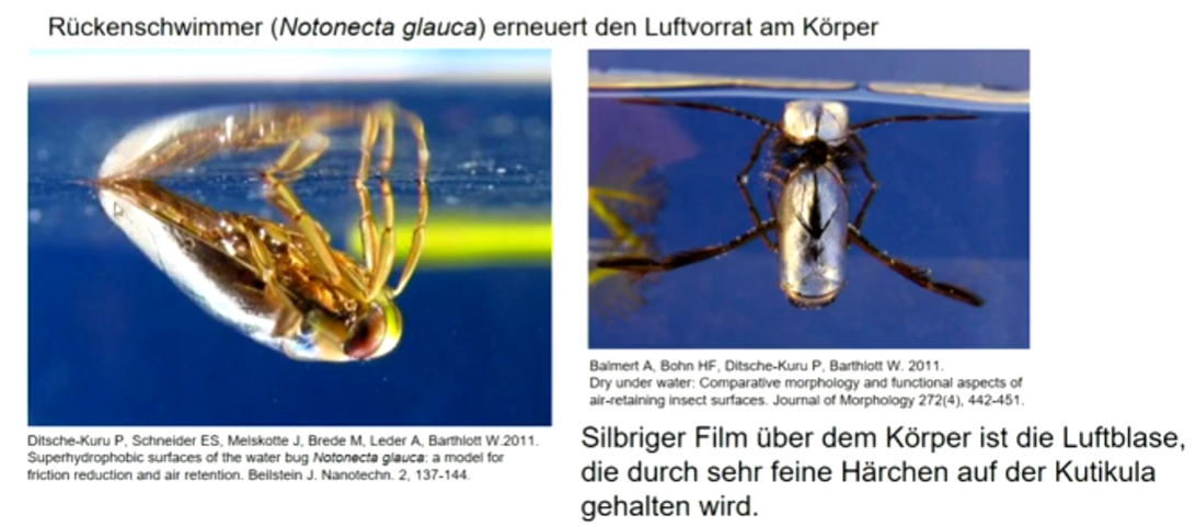 Wasserlebende Insekten besitzen auch luftgefüllte Tracheen. 

Luftvorrat muss an der Wasseroberfläche erneuert werden und/oder eine Luftblase wird außen am Körper mittransportiert, in die Sauerstoff aus dem Wasser diffundiert und aus der Sauerstoff in das Tracheensystem aufgenommen wird, d.h. „physikalische Kieme“.