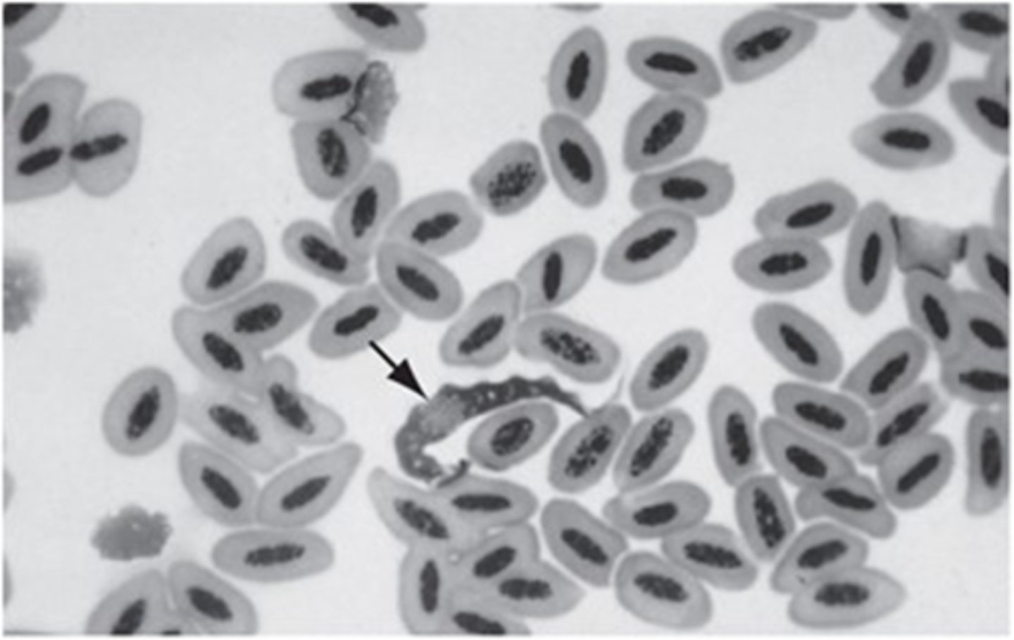 <p>Trypanasoma species found in a cockatoo use the intermediate host ____.</p>