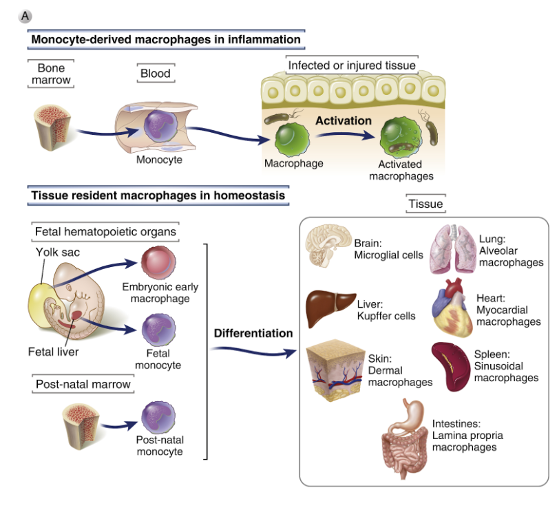 <p>Monocyter är cirkulerande blodceller som mognar från benmärgen eller härstammar från fostertiden (gulesäcken). De är <strong>mononukleära</strong> celler med små granula, lysosomer och fagocytiska vakuoler. Alla uttrycker <strong>klass II MHC-molekyler</strong>.</p><p>De kan rekryteras till vävnad och blir till <strong>makrofager</strong>.</p><p><img src="https://lh7-us.googleusercontent.com/HZlaHwKChWTEix5ebOV5JBOmh1R1DWhpQA-4Q4JvOkKljD42D5XXRlMAopM9vcHsAJFJUQdOZaR2obhaOlLyu7x6UTMEuqfmkOzax4knsU788gjDCA1PDfAj2-xRT1OSqFPojUrN4XcL1p2AE0c7AtU" width="484" height="155"></p>
