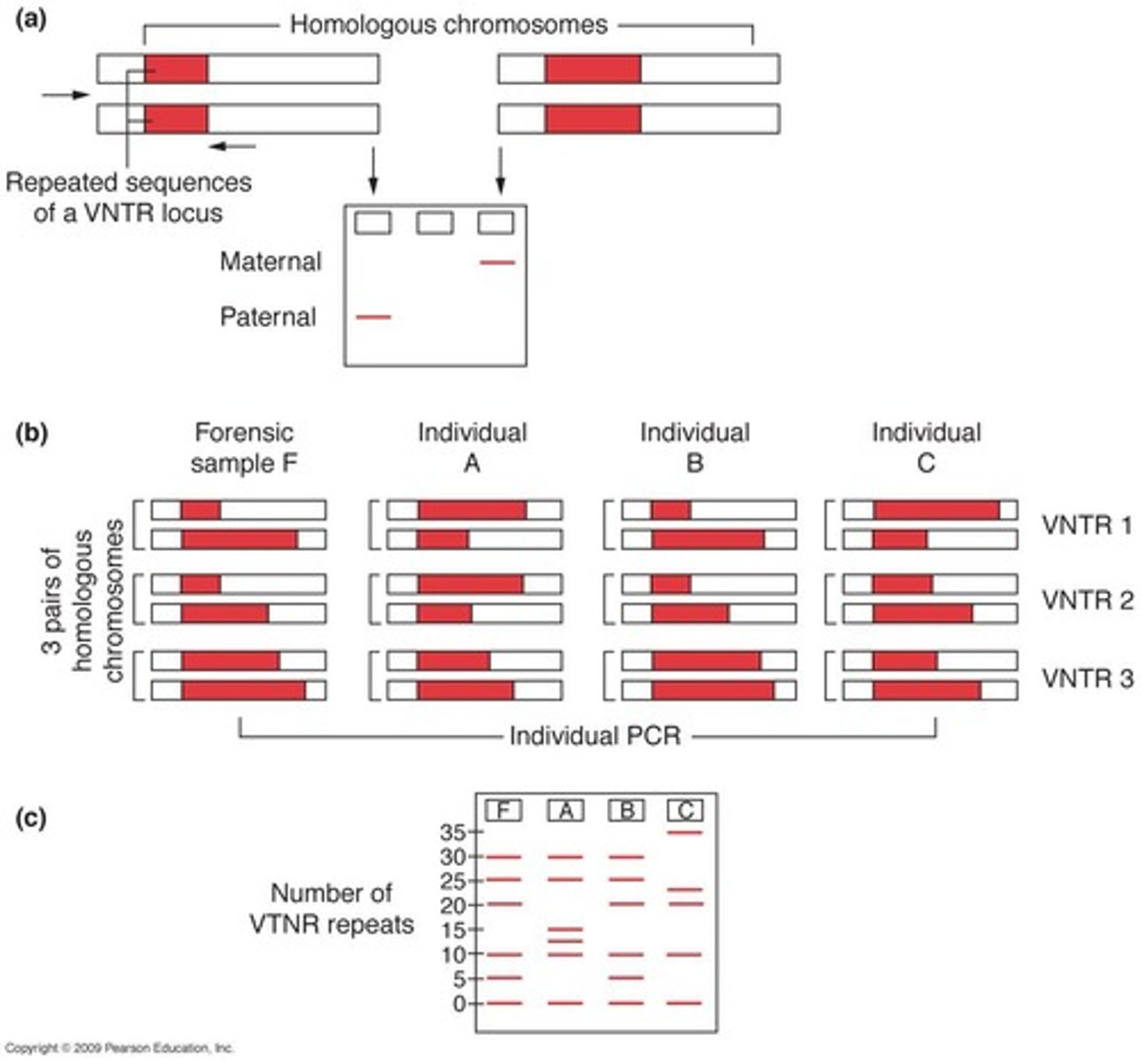 <p>Minisatellites; used for DNA fingerprinting by comparing the DIFFERENCES (POLYMORPHISM) in VNTRs between individual</p>