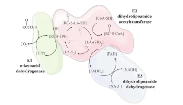 three separate proteins they don’t combine to make a quaternary structure 
