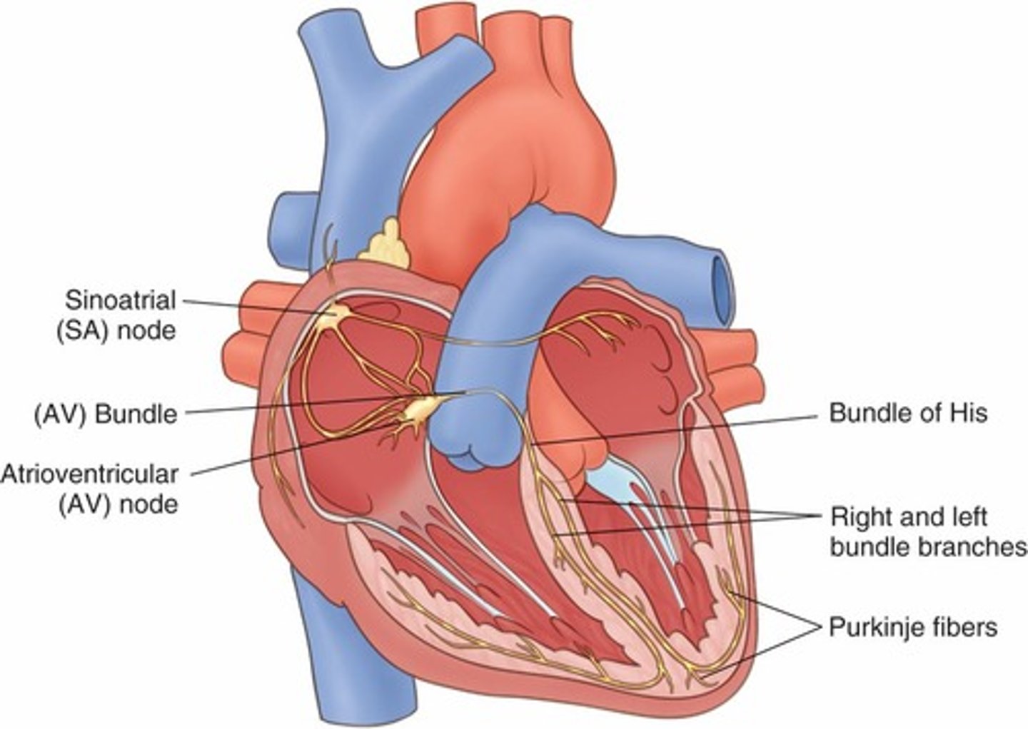 <p>Heart's natural pacemaker located in the posterior wall of the right atrium.</p>