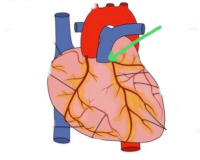 <p>Supplies left atrium, left ventricle, and most of septum; branches into LAD and circumflex</p>