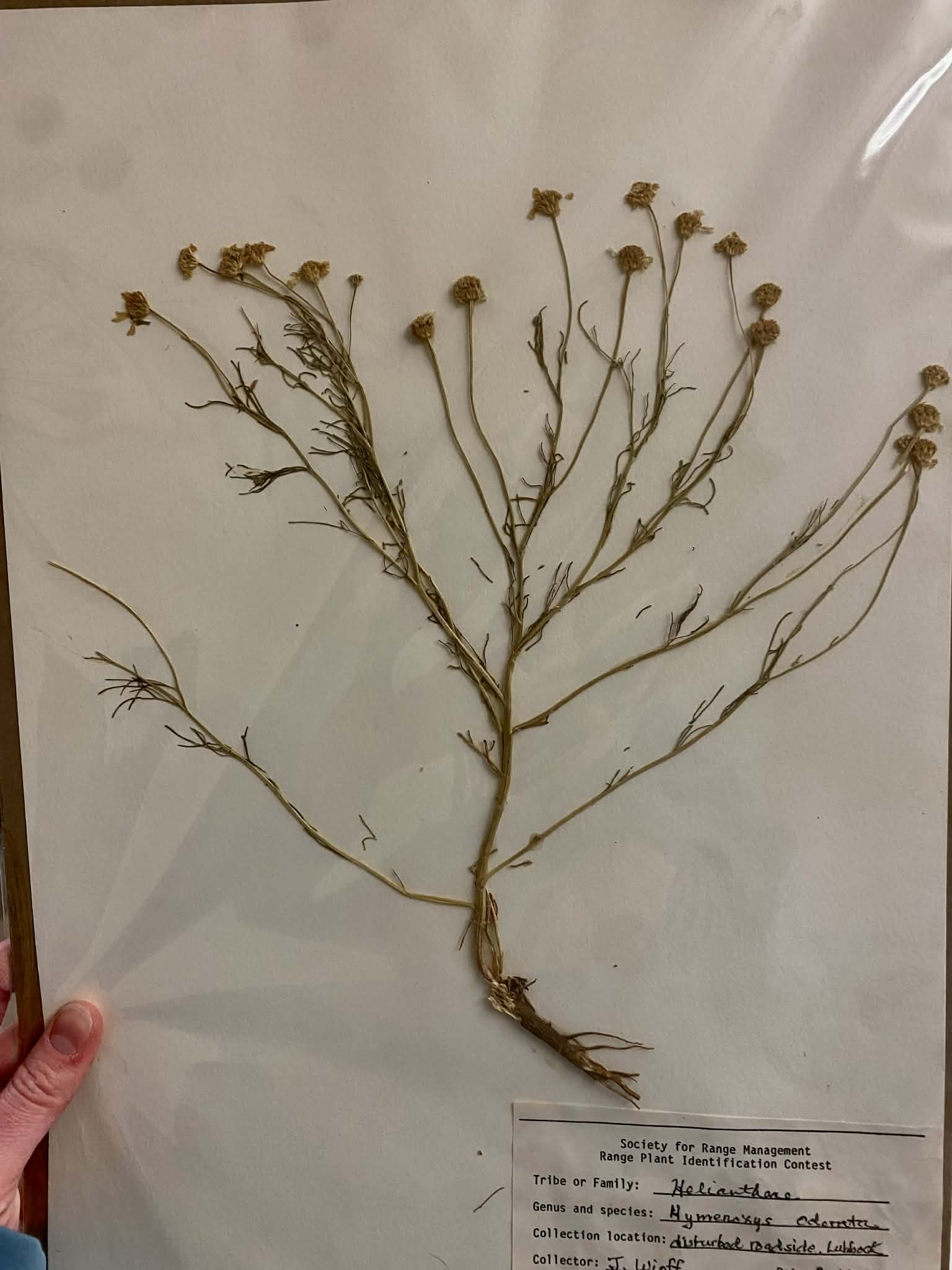 <p>Heliantheae, A, N, Hymenoxys odorata, Bitterweed</p>