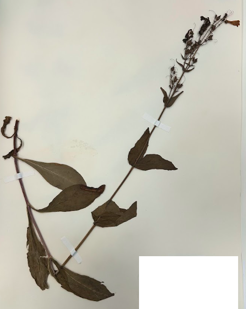 <p>Family + Genus?</p>