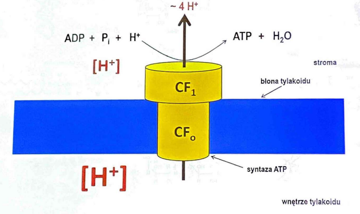 <p>błonie tylakoidów</p>