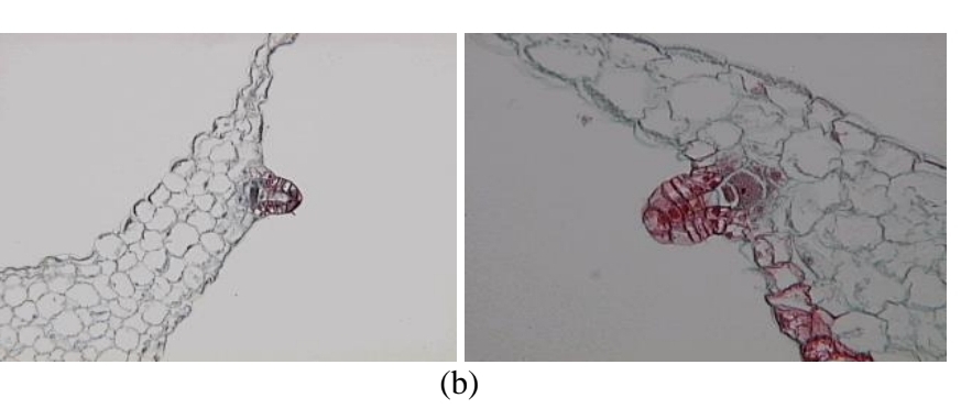 <p>Fern Development - Female gametangia + fertilization</p>