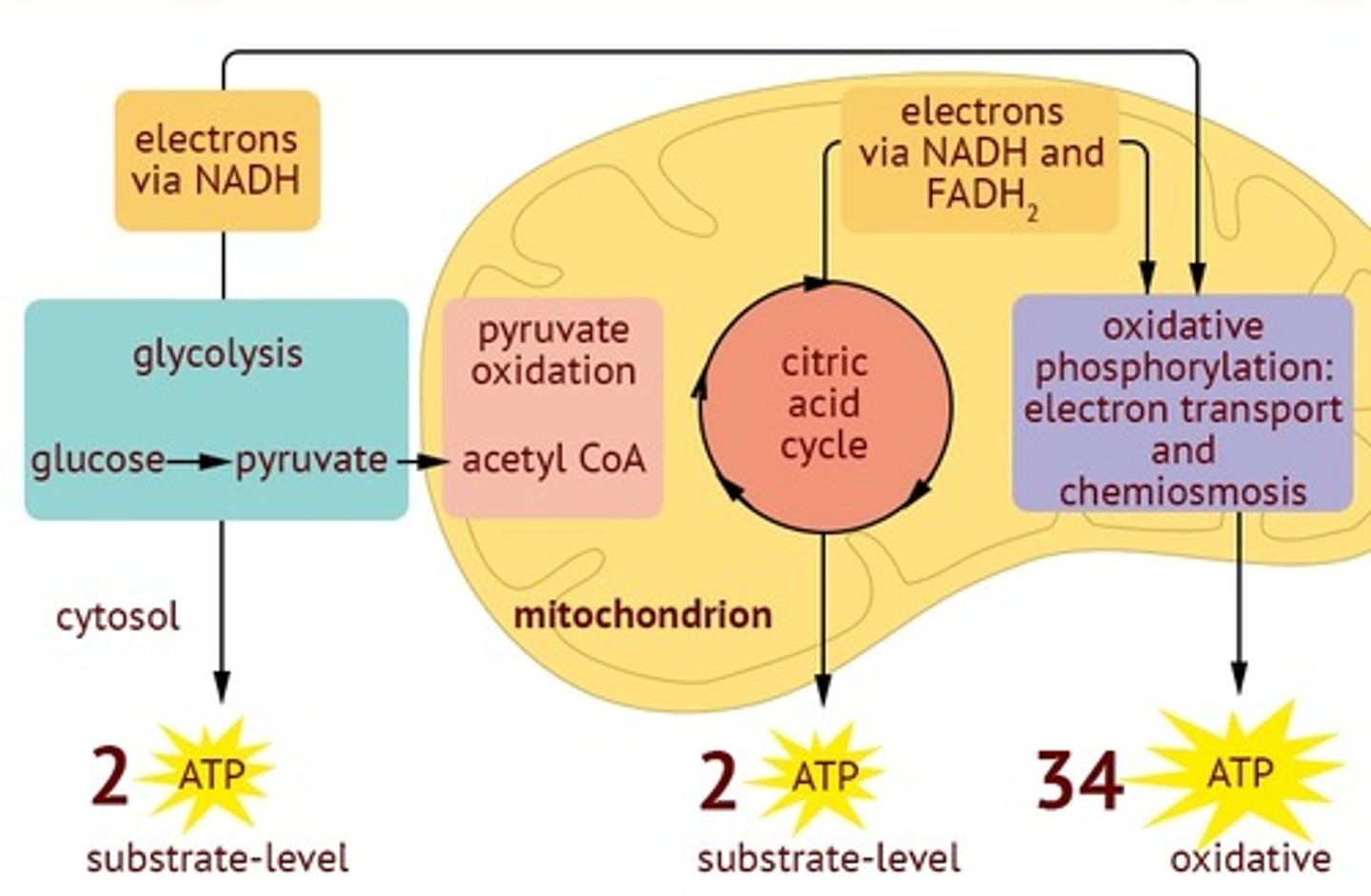 <p>1. Glycolysis</p><p>2. Krebs cycle</p><p>3. Electron transport chain</p>