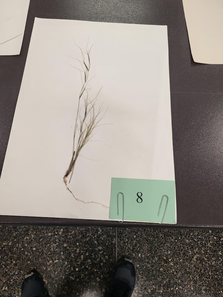 Longevity: Annual

Season of Growth: Warm

Origin: Native

Economic Value

Wildlife: Poor

Grazing: Poor