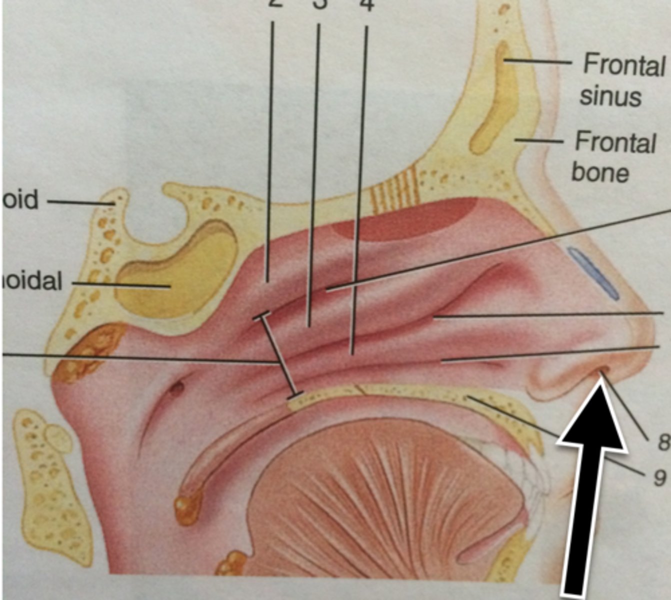 knowt flashcard image