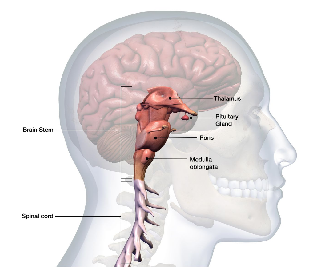 brain’s sensory control center; directs messages to sensory receiving areas (cortex) and transmits replies to cerebellum + medulla (97)