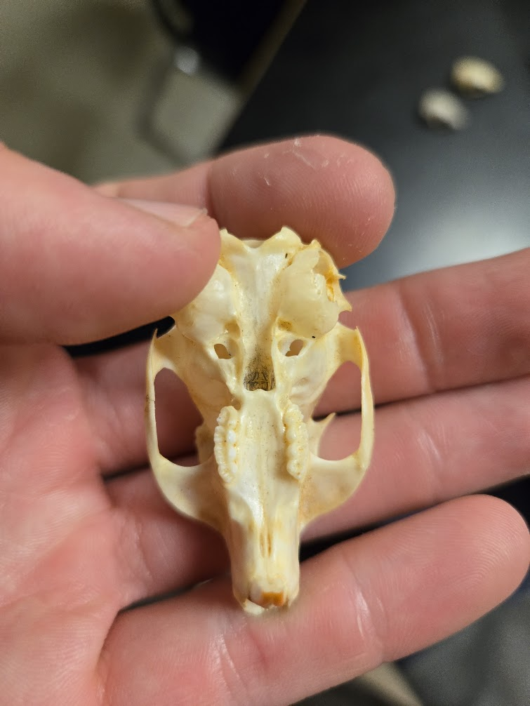 <p>1 0 1 3, 20 total<span><br></span><span> missing 1st premolar</span><span><br></span><span> short stubby nose compared to longer tapered nose of chipmunk, gray & fox</span></p><p><span> Pointed muzzle</span><span><br></span><span> Large eye</span><span><br></span><span> Eyes to the side</span><span><br></span><span> Distinct postorbital process</span><span><br></span><span> Rounded skull</span><span><br></span><span> Orange/white incisors</span><span><br></span><span> No canines</span></p>