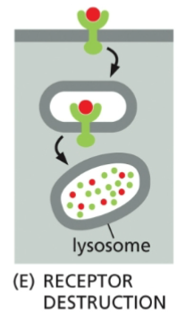 <p>The receptor is permanently removed from the cell membrane, usually through lysosomal degradation. </p>