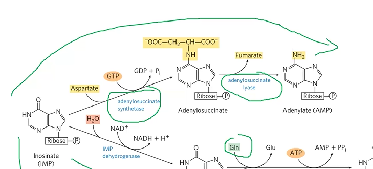 <p>IMP + Asp + GTP + <strong>AdenylSStase </strong>&gt; adenylosuccinate </p><p>adenylosuccinate + <strong>adenylosuccinate lyase </strong>&gt; AMP</p>