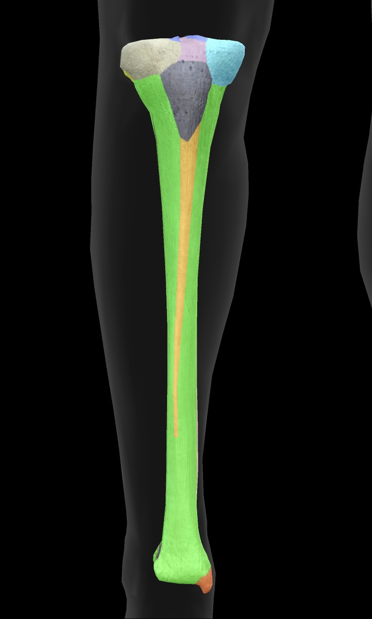 <p>The medial surface of the tibia that articulates with the femur, playing a critical role in knee joint function. </p>