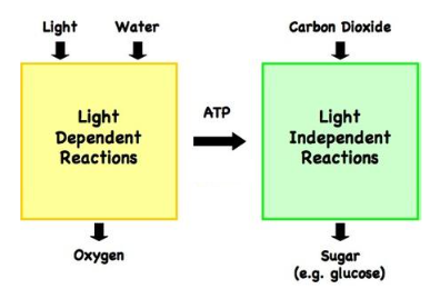<p><span>6𝐶𝑂2 + 6𝐻2𝑂 → 𝐶6𝐻12𝑂6 + 6𝑂2</span></p>