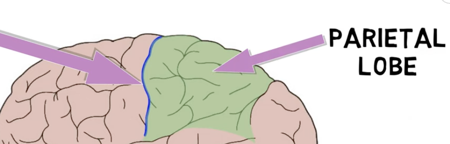 <p>fold that separates the frontal lobe from the parietal lobe </p>