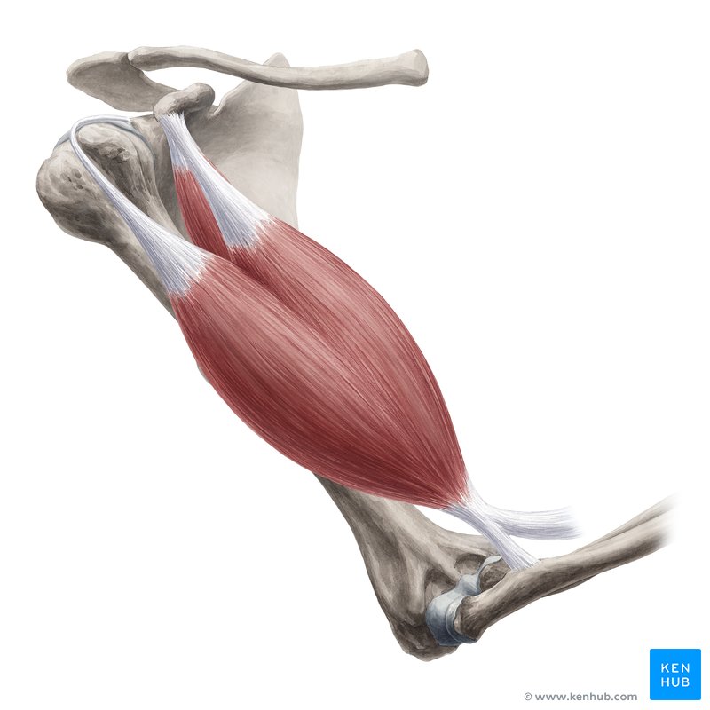 <p>Origin: Coracoid process (short head); superior margin of glenoid fossa (long head) Insertion: Radial tuberosity; Bicipital aponeurosis Actions: Flexes elbow</p>