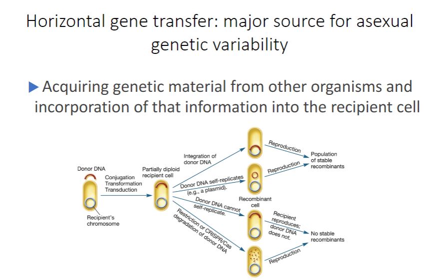 <p>-Bacteria and archaea do not reproduce sexually. This suggests that genetic variation in populations of these microbes should be relatively limited, only occurring with the advent of a new mutation and its passage to the next generation by vertical gene transfer. However, this is not the case. Bacteria and archaea have multiple mechanisms for creating recombinants collectively referred to as horizontal (lateral) gene transfer (HGT). HGT is distinctive from vertical gene transfer because genes from one independent, mature organism are transferred to another mature organism, often creating a stable recombinant having characteristics of both donor and recipient. Horizontal Gene Transfer</p><p>Image below -During HGT, a piece of donor DNA, sometimes called the exogenote, enters a recipient. If the donor DNA contains genes already present in the recipient, the recipient will become temporarily diploid for those genes. This partially diploid cell is sometimes called a merozygote (Greek meros, part). The donor DNA has four possible fates in the recipient (figure 12.12). First, when the donor DNA has a sequence homologous to the recipient&apos;s chromosome (sometimes called an endogenote), integration may occur. That is, the donor&apos;s DNA may pair with the recipient&apos;s DNA and recombine. The recombinant then reproduces, yielding a population of stable genetic variants. Second, if the donor DNA is able to replicate (e.g., it is a plasmid), it may persist separate from the recipient&apos;s chromosome. When the recipient reproduces, the donor DNA replicates and a population of stable recombinants is formed. Third, the donor DNA remains in the cytoplasm but is unable to replicate. When the recipient divides, the donor DNA is eventually lost from the population. Finally, host restriction or CRISPR/Cas degradation of donor DNA may occur, thereby preventing the formation of a recombinant cell. Responses to viral infection (section 11.6)</p>