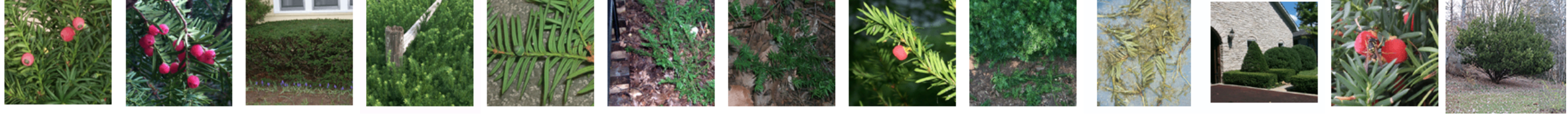 <p>Taxine alkaloids (cardiotoxic)</p>