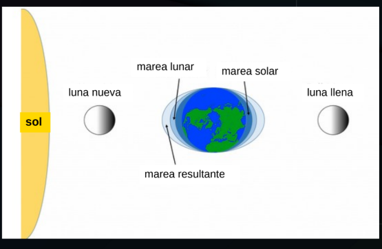 <p>al calcular las mareas ususalmente se tiene en cuenta la posicion lunar ya que al estar mas cerca y como la fuerza gravitatoria depende de la distancia al cuadrado entonces este cambio de distancia es la que provoca mayor cambio de gravitacion en los distintos punto de la tierra</p><p></p><p>aun asi el sol tambienn puede influenciar en las mareas, se lo nota mas cuando el sol y la luna estan en conjuncion u oposicion ya que la fuerza de gravedad en ese punto se suman</p><p></p><p>por lo tanto se llama a las mareas en esos momentos pleamares de cigilas</p><ul><li><p>son mareas mas altas y las bajas son mas bajas</p></li></ul><p></p>