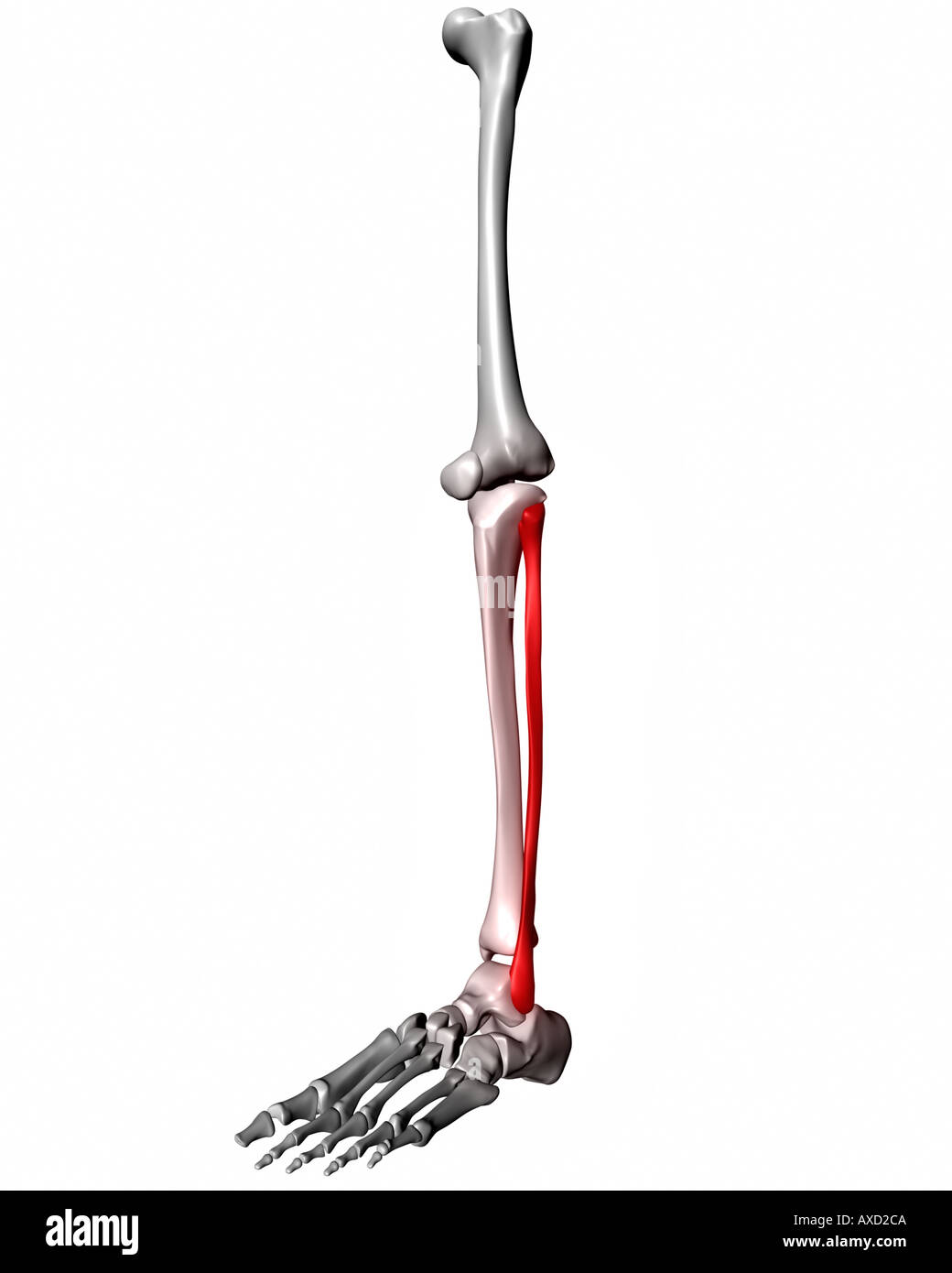 <p>What bone is this?</p>