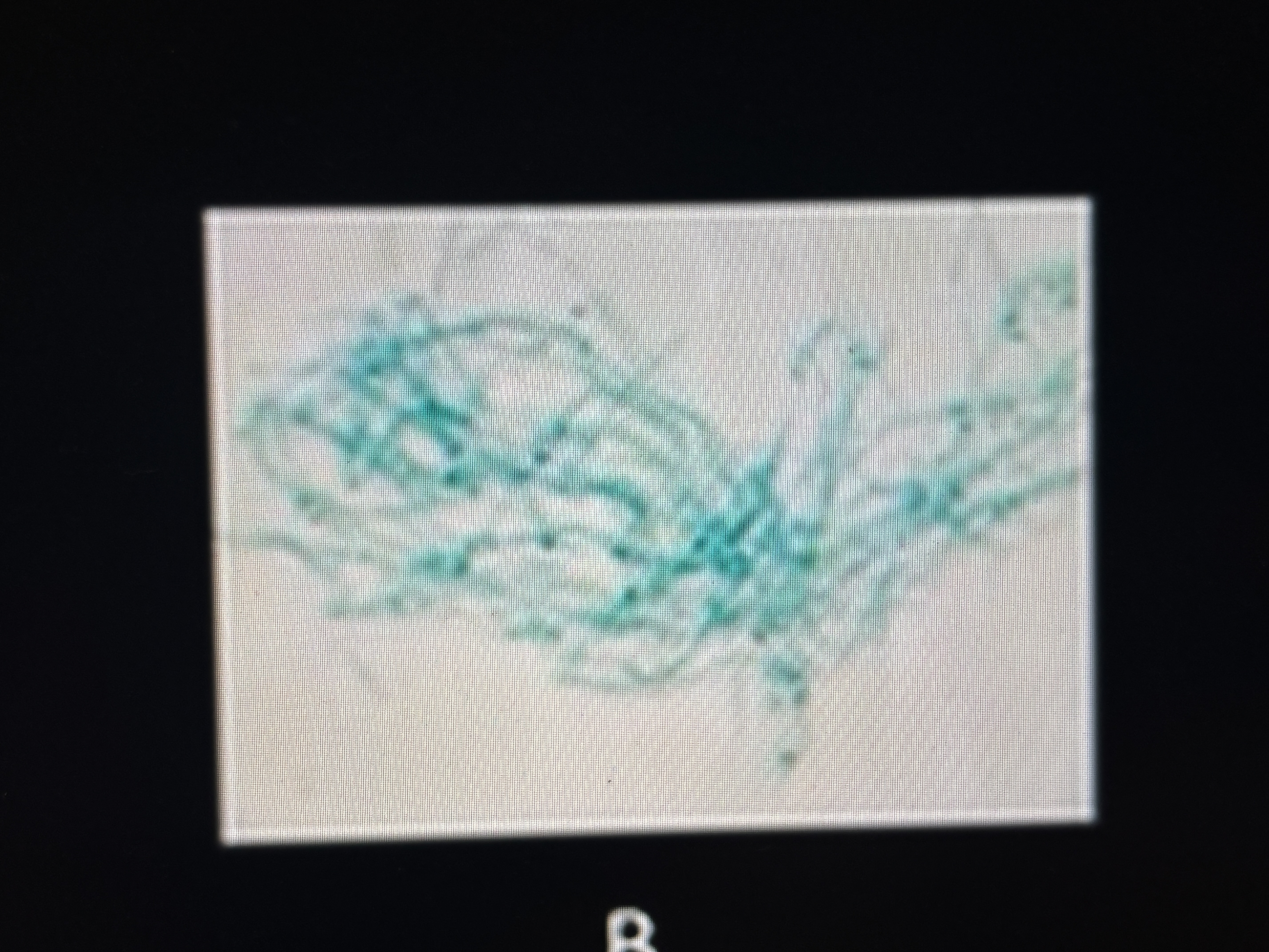 <p>Why clade does organism belong in</p><p>How does it feed</p><p>What does organism do to survive harsh conditions</p>