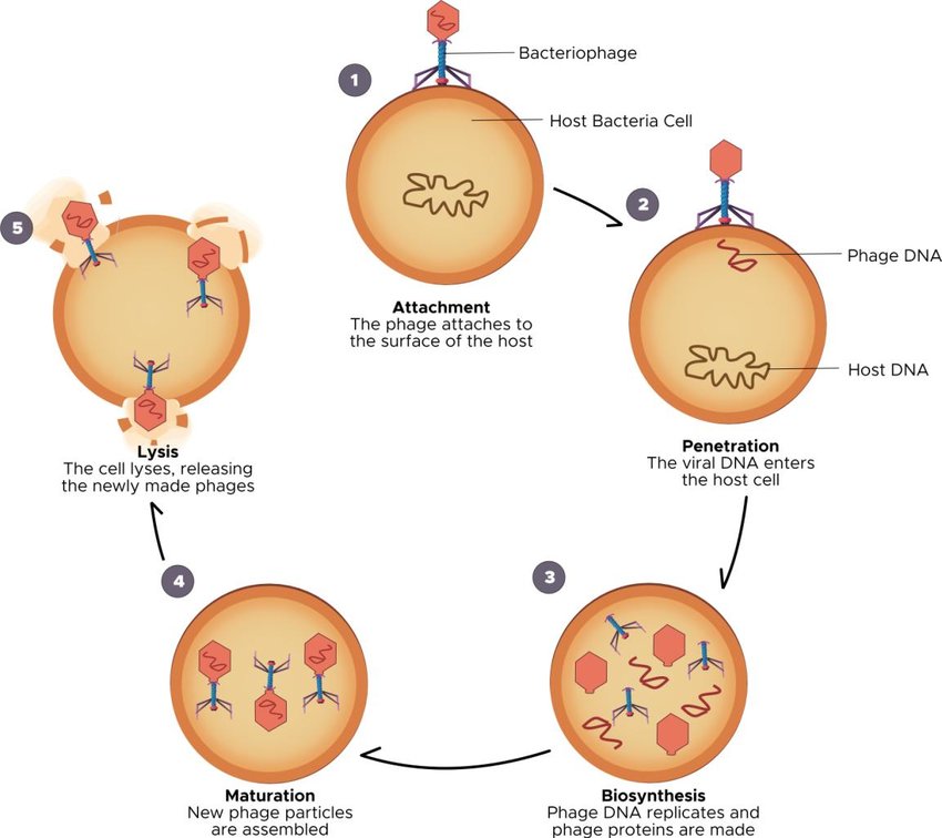 A viral replication cycle where the virus hijacks the host cell and produces new virions, leading to cell lysis.