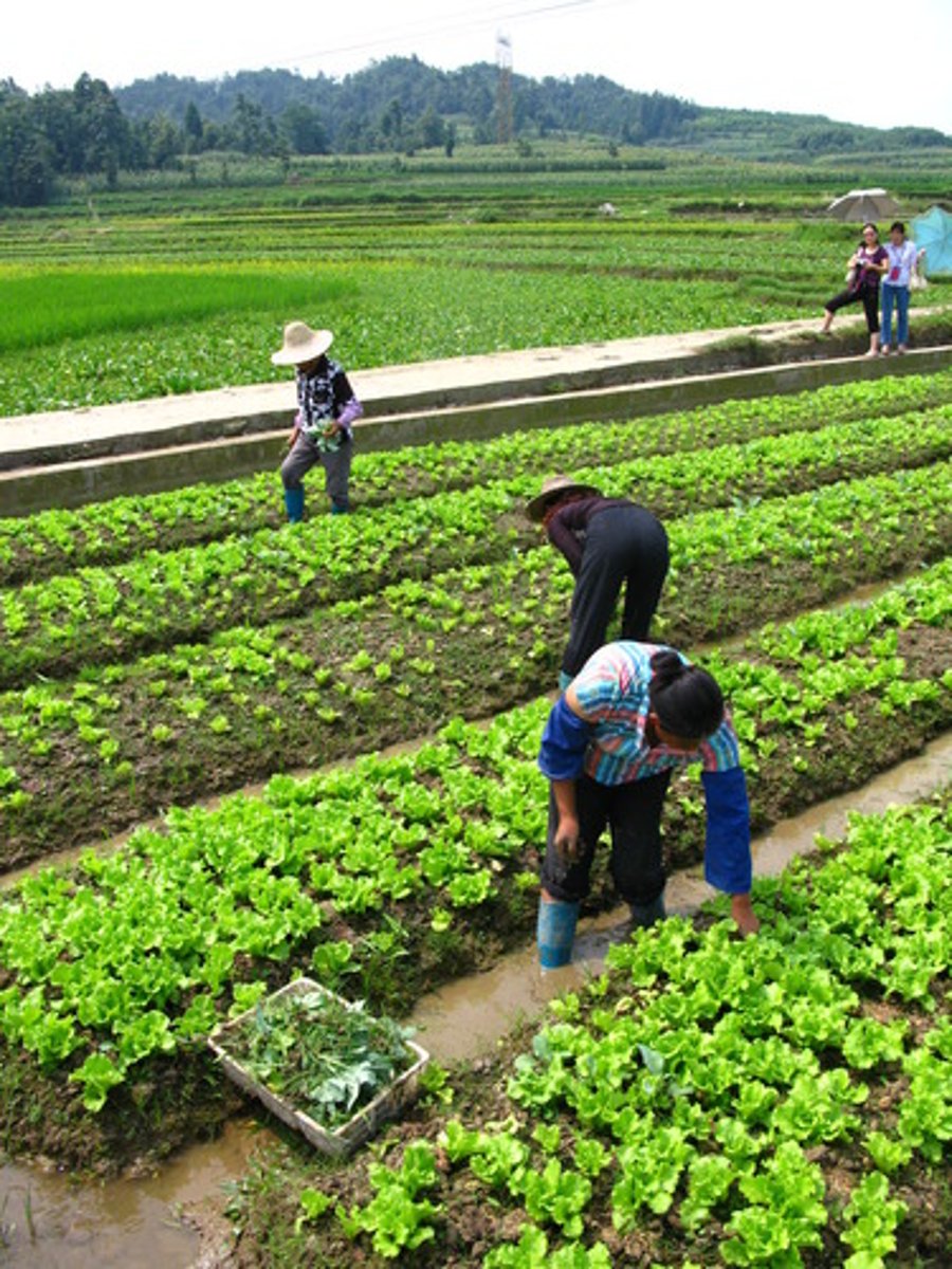 <p>Ability of an ecosystem to survive and continue to be a good and viable ecosystem for future generations.</p>