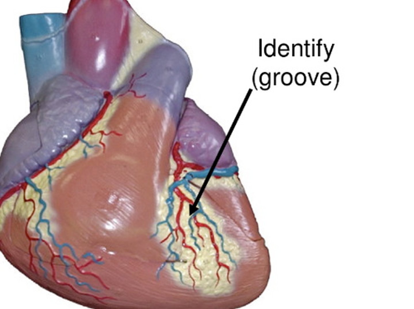 <p>groove between the ventricles anteriorly</p>