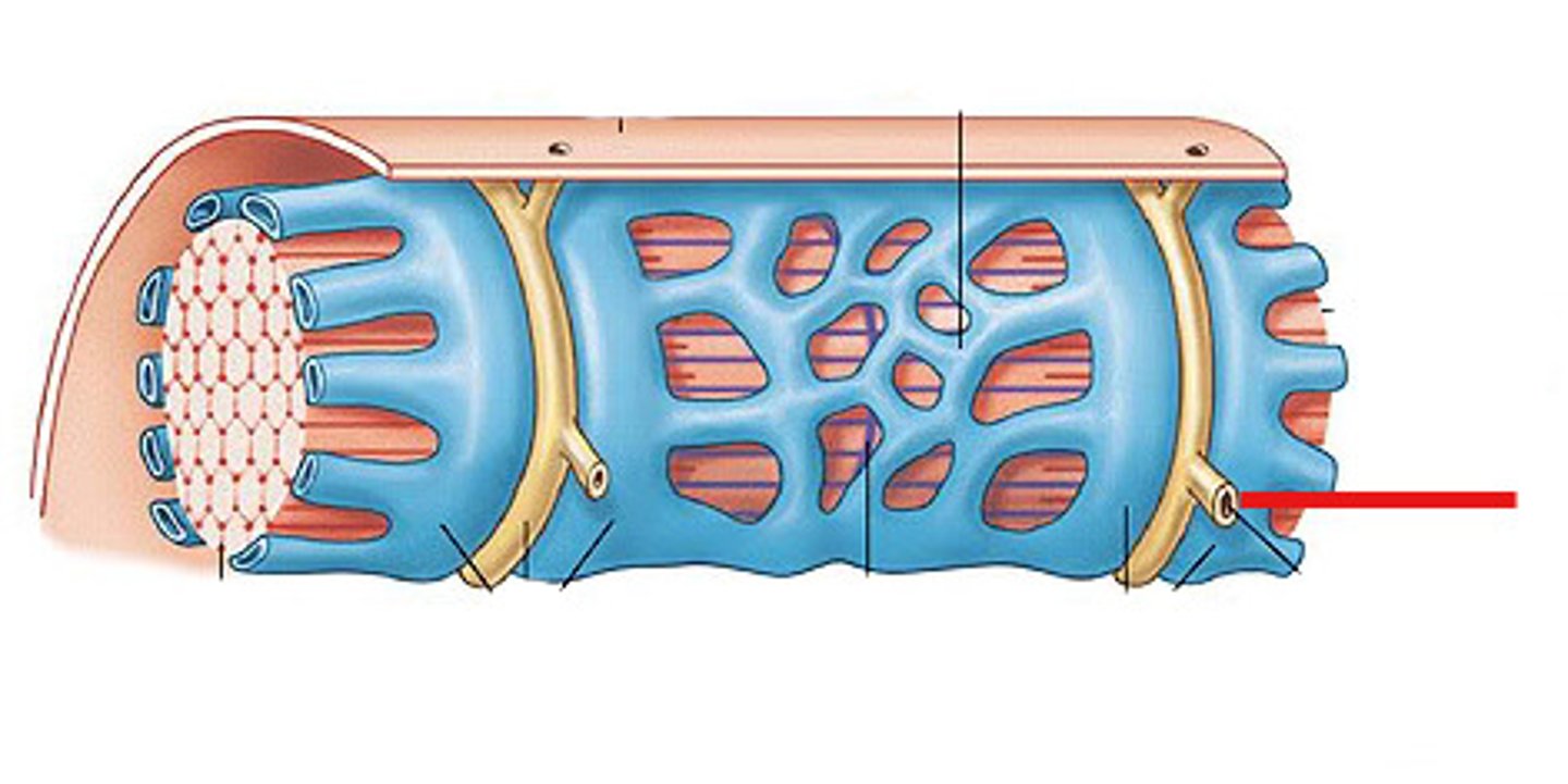 <p>Tubular infoldings of the sarcolemma, which penetrate through the cell and emerge on the other side</p>