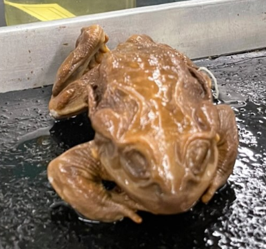 <p>Identify the genus, species</p>