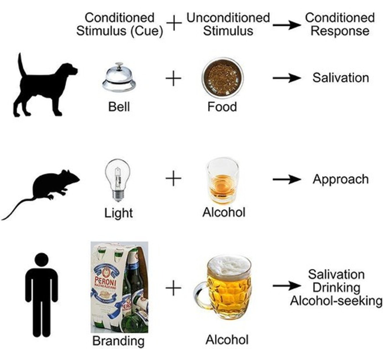 <p>Environmental cues become associated with drug effects</p>