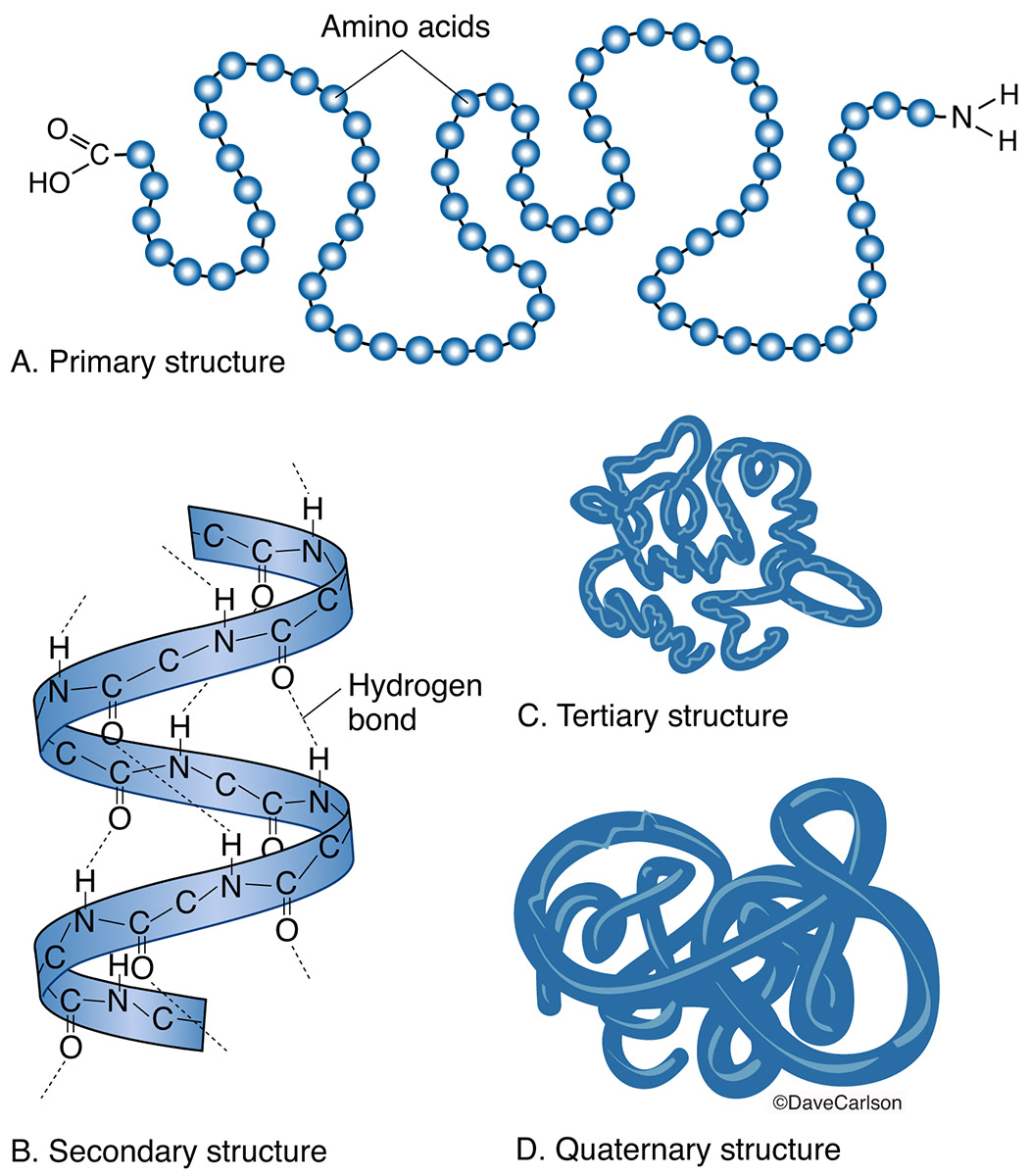 <p>A. lipid B. nucleic acid C. protein D. carbohydrate</p><p>what molecule is this?</p>