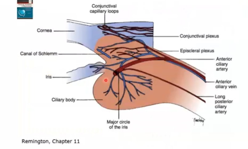 <p>major circle of iris supplies blood to the iris </p><p>then the capillaires go into the ciliary body </p><p>those then secrete liquids into the pigmented and non pigmnted epithelium </p><p>then secrete through pupil, and anterior chamber it exits out canal of schlemm </p><p>canall connected to anterior ciliary artery os goes through here </p><p>exits out the anterior ciliary vein </p>