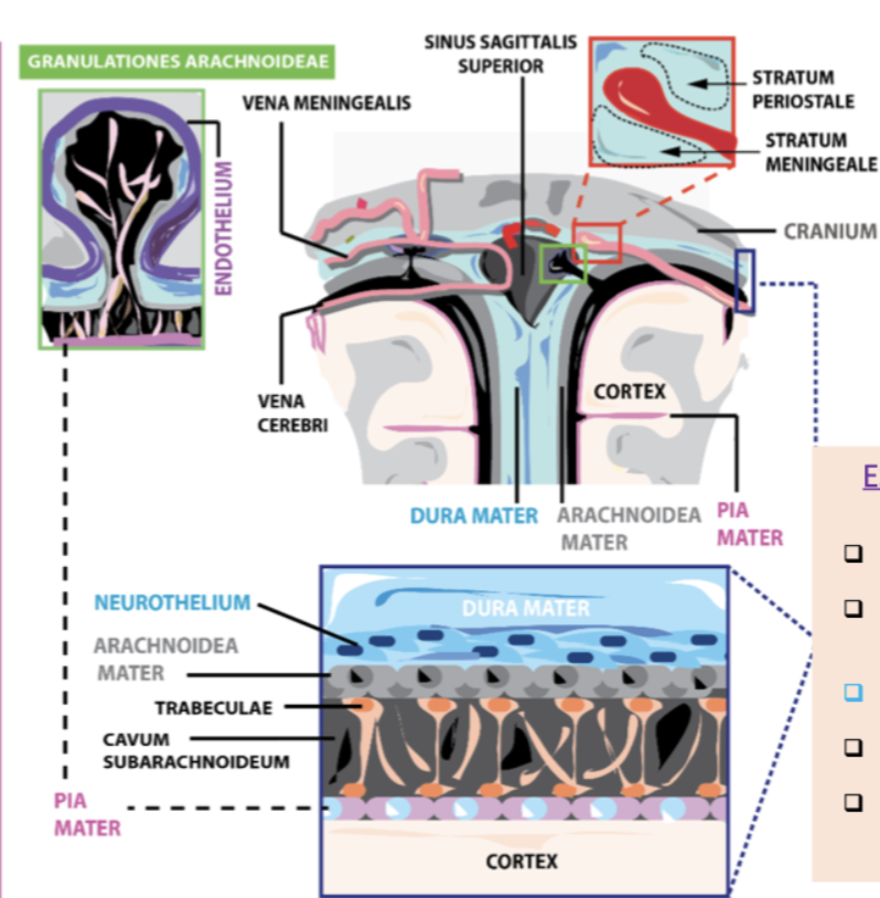 <p>Dura - Arachnoid - Pia matter (from out to in) Metaphor - 3 gloves on each other Pia is tight on the brain, Arachnoid is fit but not tight, Dura  is oversized and doesn&apos;t go in as much as the other two</p>