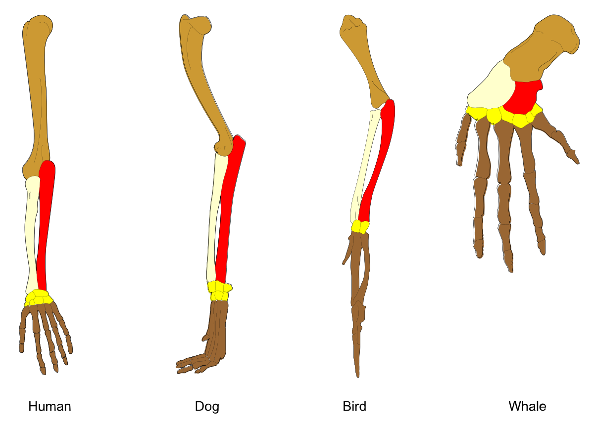 <p>Are these structures homologous, analogous, or vestigial?</p>