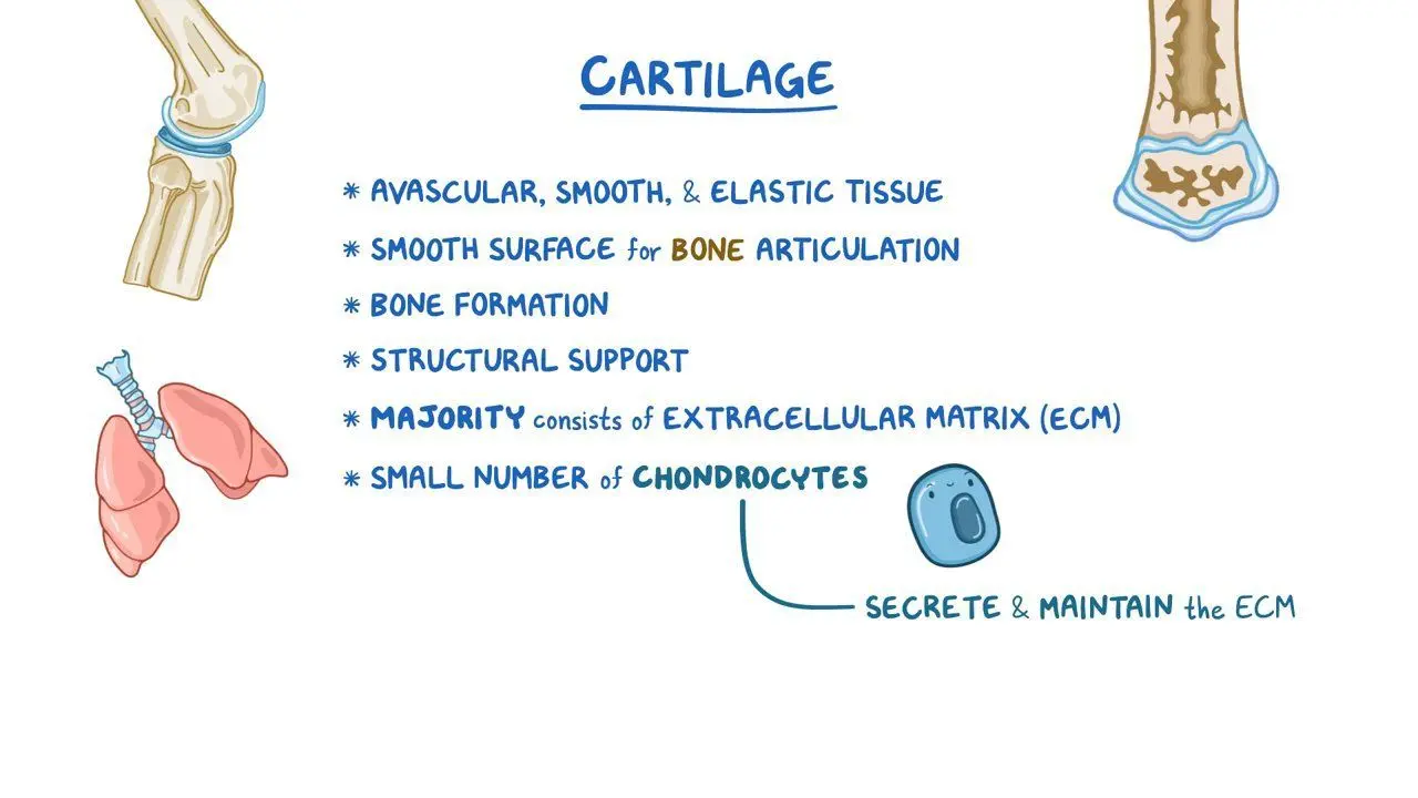 <p>What are the <strong>characteristics </strong>of cartilage?</p>