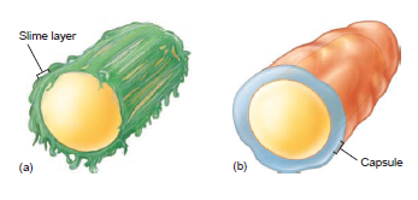 <p>A glycocalyx that is firmly connected to the cell wall --&gt; protects bacteria from phagocytosis</p>