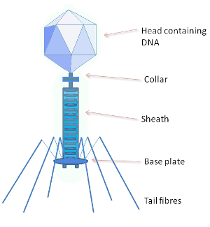 <p>bacteriophages </p>