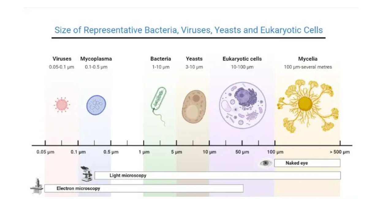 <ul><li><p>viruses, mycoplasma, bacteria, yeasts, eukaryotic cells, mycelia</p></li></ul><p></p>