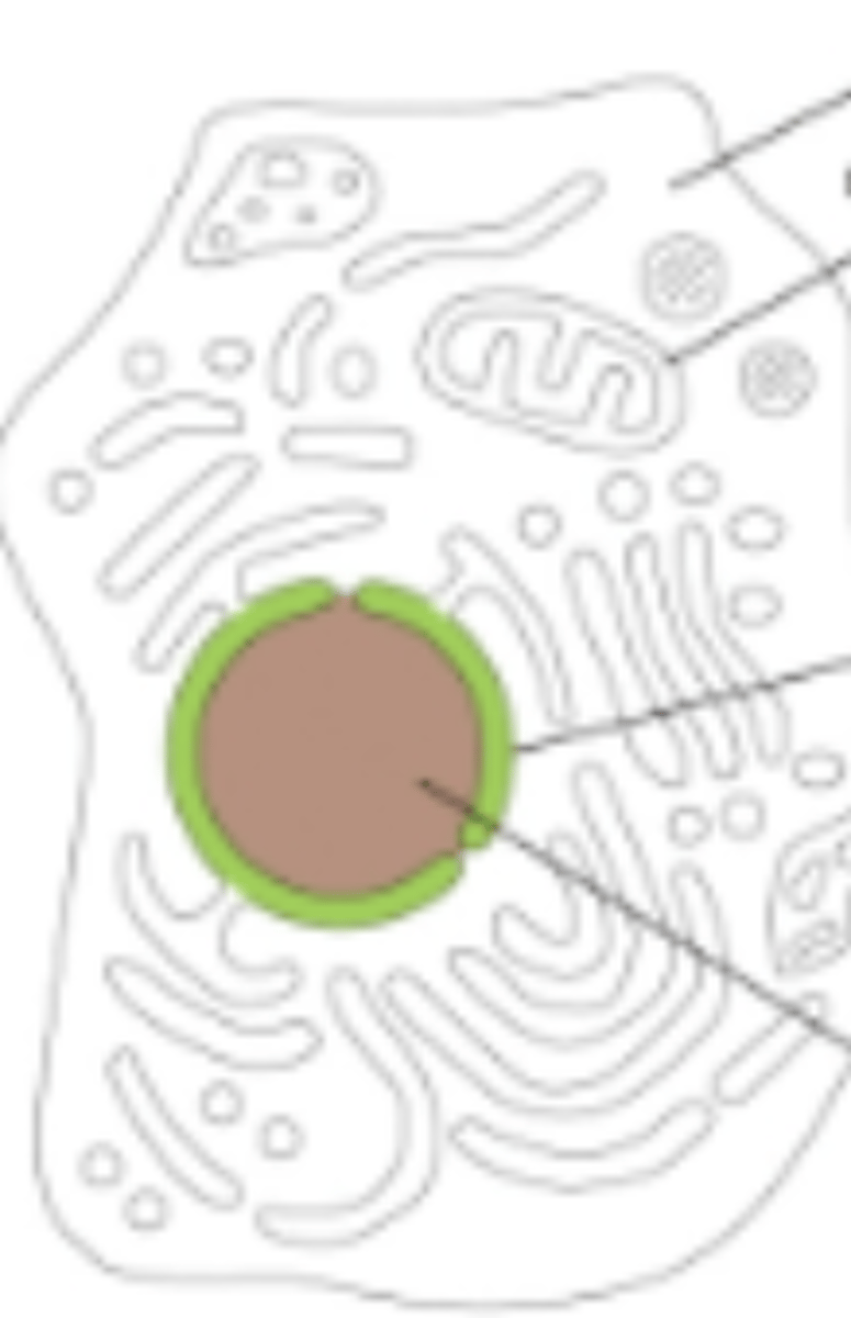 <p>What is the green structure?</p>