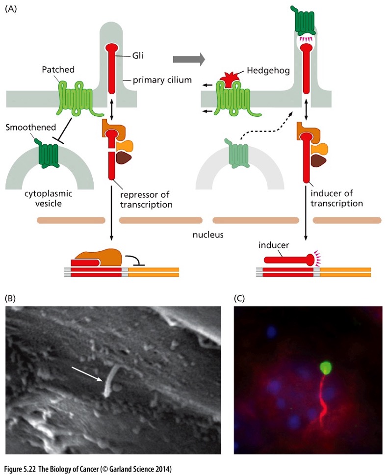 <p>What type of signaling system does this pic show?</p>