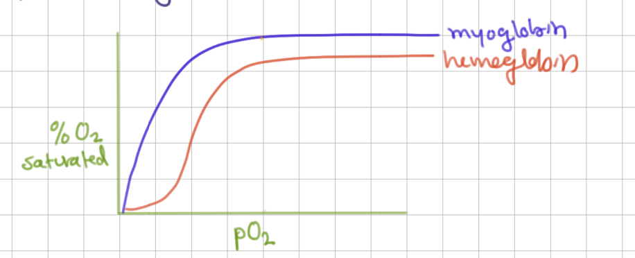 <p>sigmoid (cooperativity)</p>