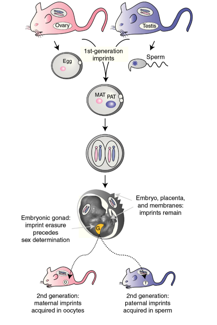 <p>1st generation imprints</p><p>2nd generation maternal imprints: acquired in oocytes</p><p>2nd generation: paternal imprints acquired in sperm</p>